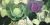 Shades of green Shades of green
