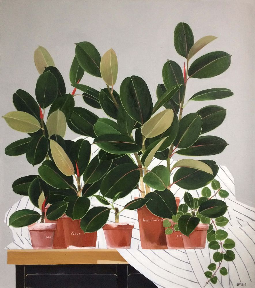 Still life in the bedroom. Ficus Still life in the bedroom. Ficus
