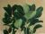 Ficus Ficus